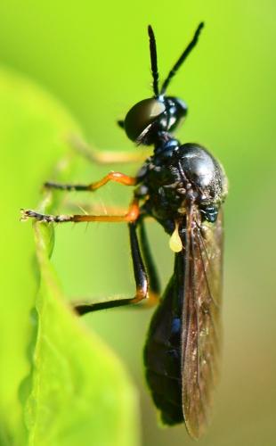 Dioctria longicornis